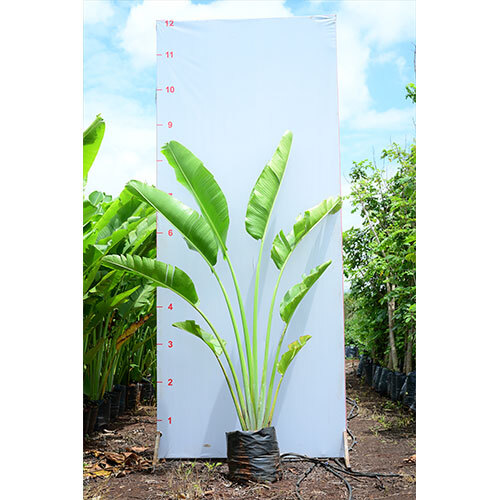 Travellers Palm Plant