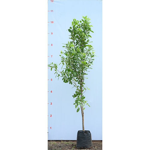Tabebuia Pallida Plant