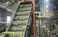 White Sugar Non-Sulphur Plant