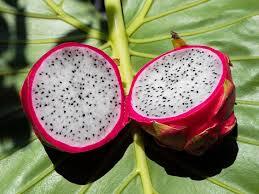 Dragon Fruit - Cultivation Type: Common