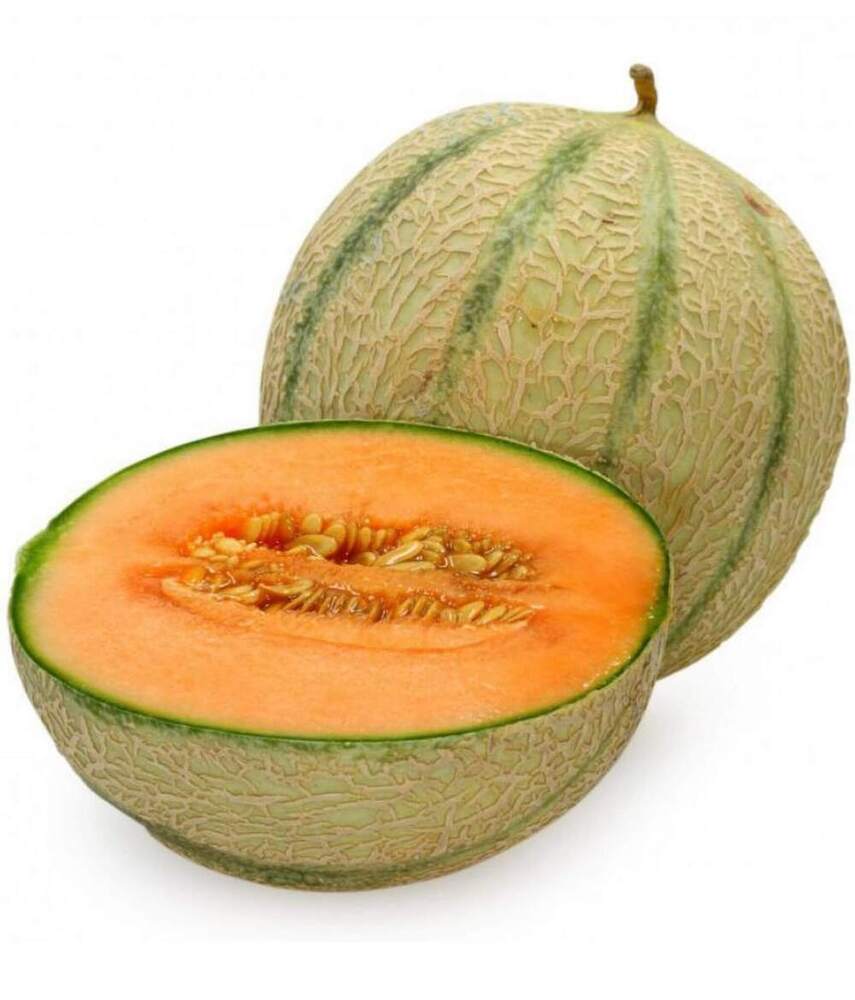 Musk Melon - Cultivation Type: Common