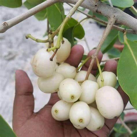 व्हाइट जैम - खेती का प्रकार: सामान्य