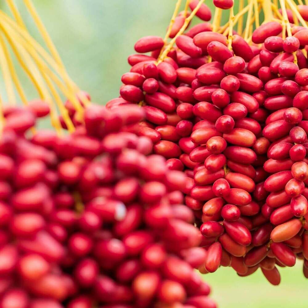 Red Dates - Cultivation Type: Common