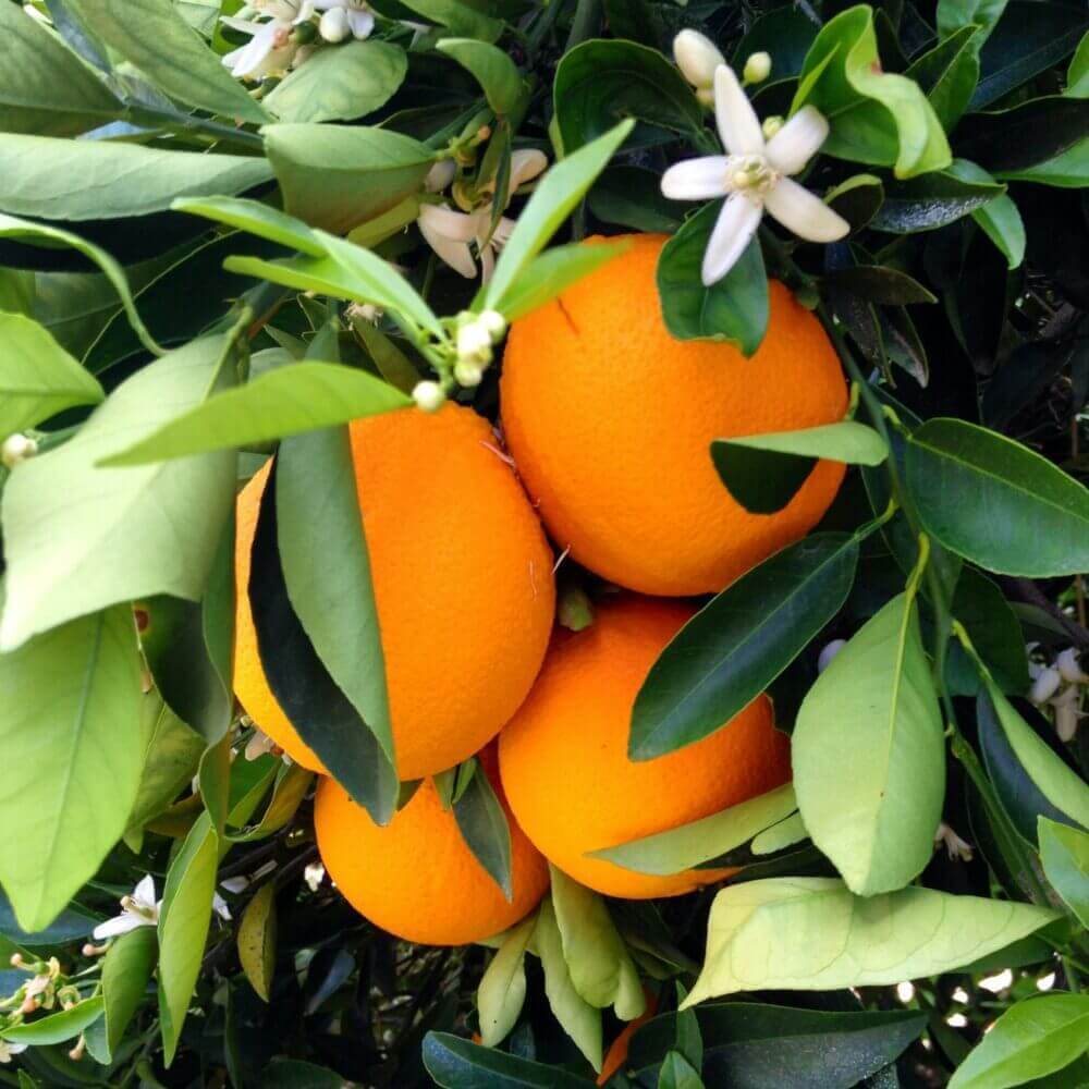 Fresh Oranges - Cultivation Type: Common