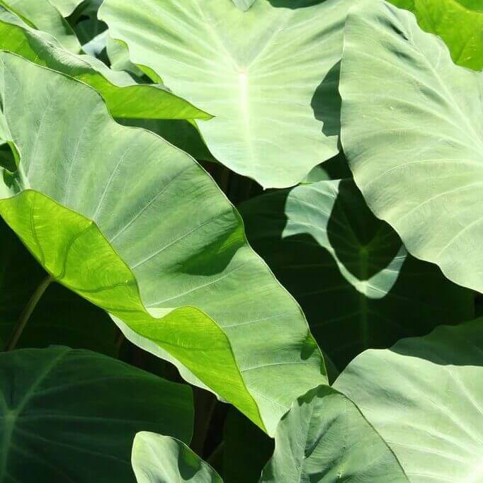 Fresh Colocasia Leaves - Cultivation Type: Organic