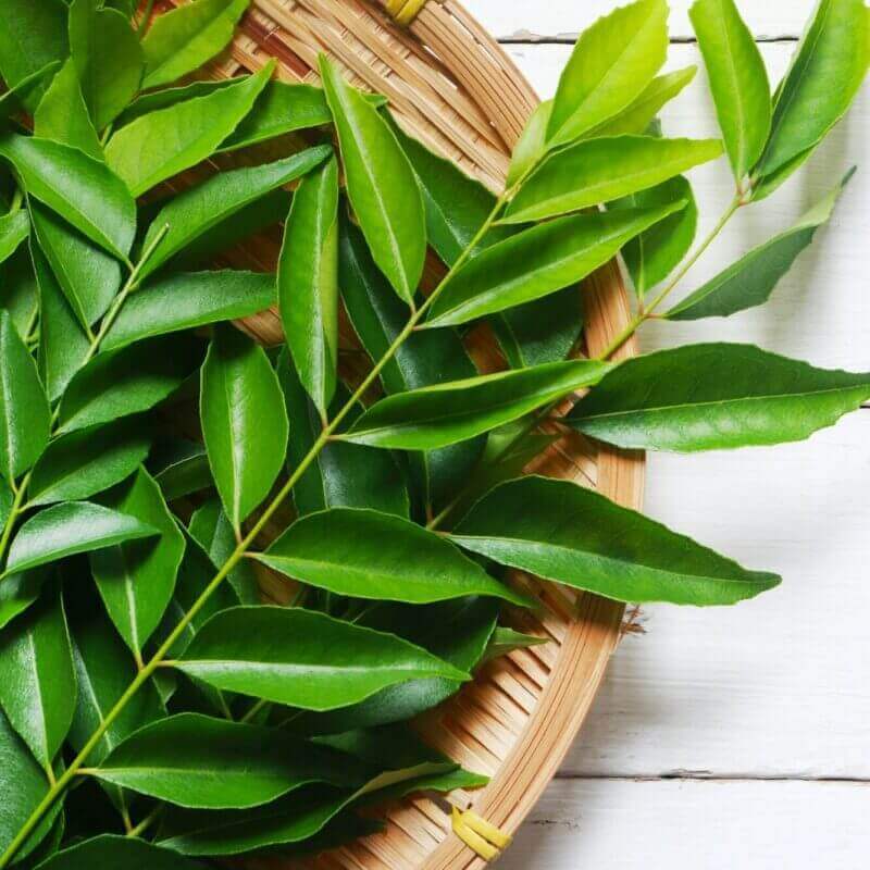 Curry Leaves - Cultivation Type: Organic
