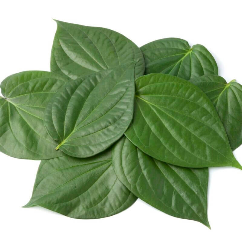 Betel Leaves - Cultivation Type: Organic