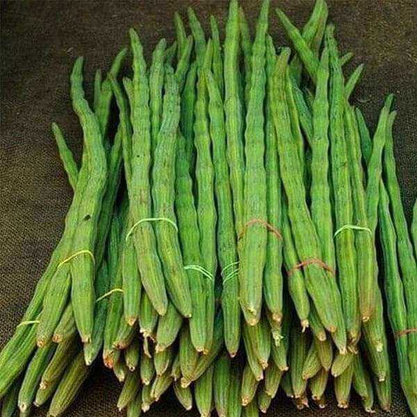 Fresh Drumstick - Cultivation Type: Organic