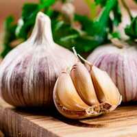 Fresh Garlic