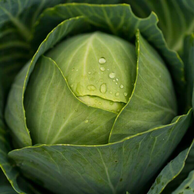 Fresh Cabbage - Cultivation Type: Organic