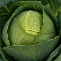 Fresh Cabbage