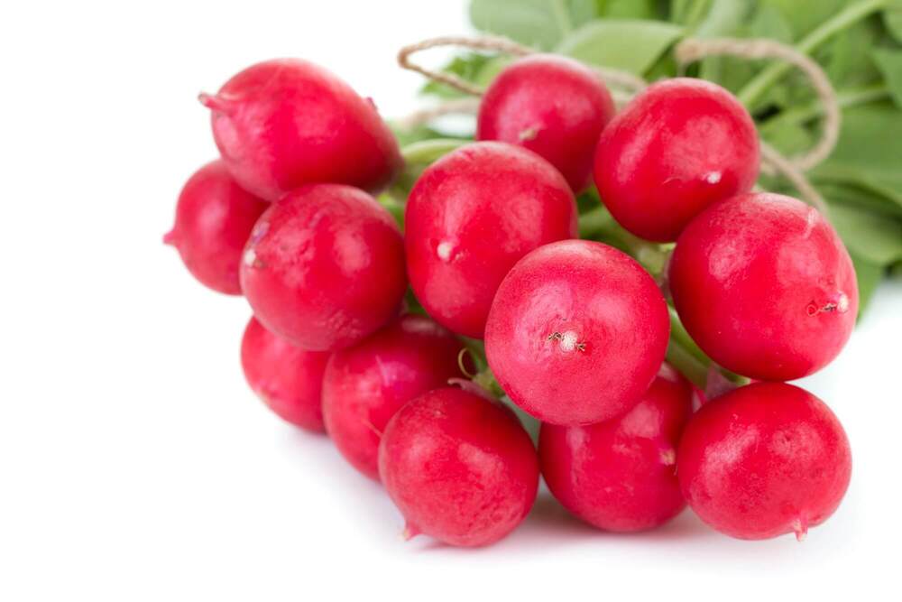 Fresh Radish - Cultivation Type: Organic