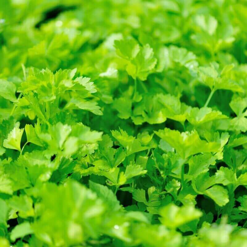 Fresh Celery - Cultivation Type: Organic