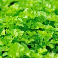 Fresh Celery - Cultivation Type: Organic