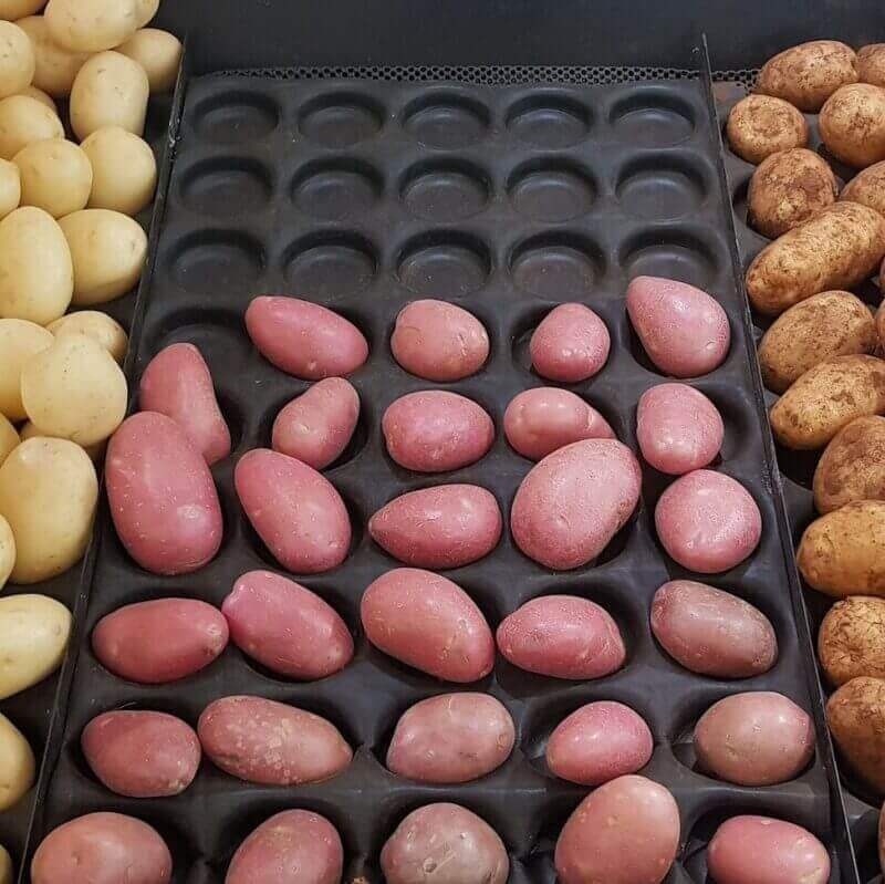 Sweet Potatoes - Cultivation Type: Organic