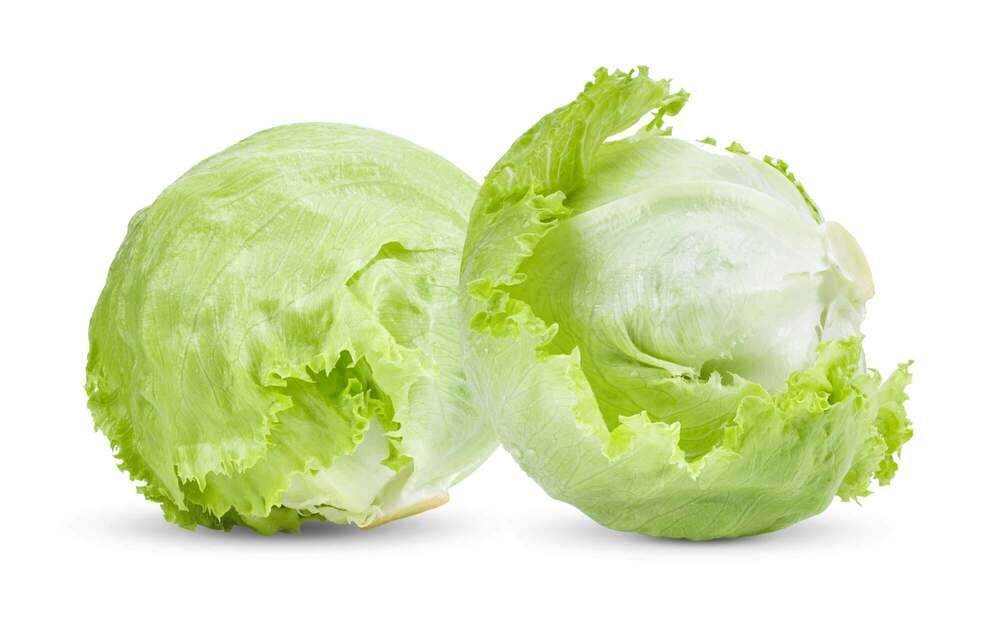Iceberg Lettuce - Cultivation Type: Organic