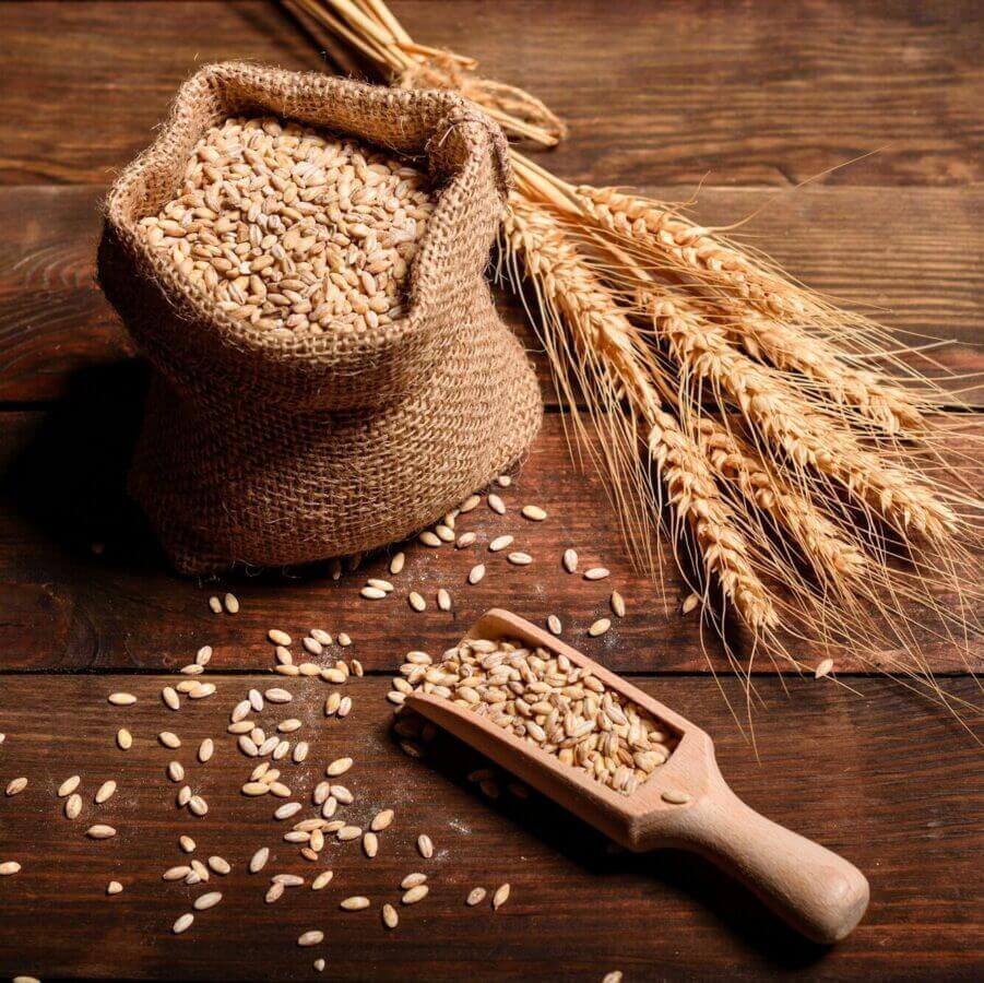High Quality Wheat - Cultivation Type: Common