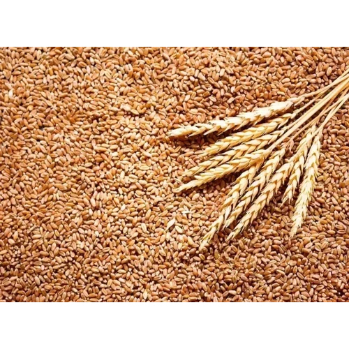 Organic Lokwan Wheat Grains - Color: Brown
