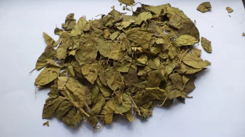 Gymnema Sylvestre Gurmar Leaves