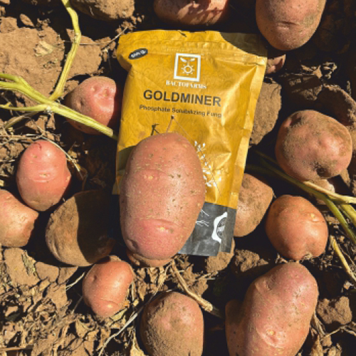 500g Goldminer Phosphate Solubilizing Fungal Biofertilizer