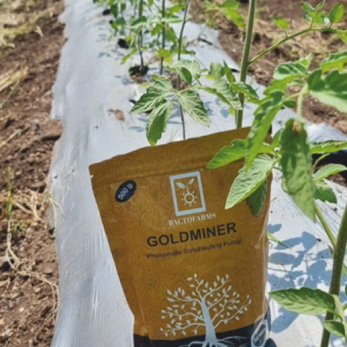 500g Goldminer Phosphate Solubilizing Fungal Biofertilizer
