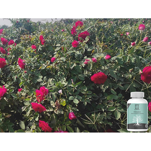 500ml Potasika Potassium Mobilizing Bacteria - Application: Agriculture