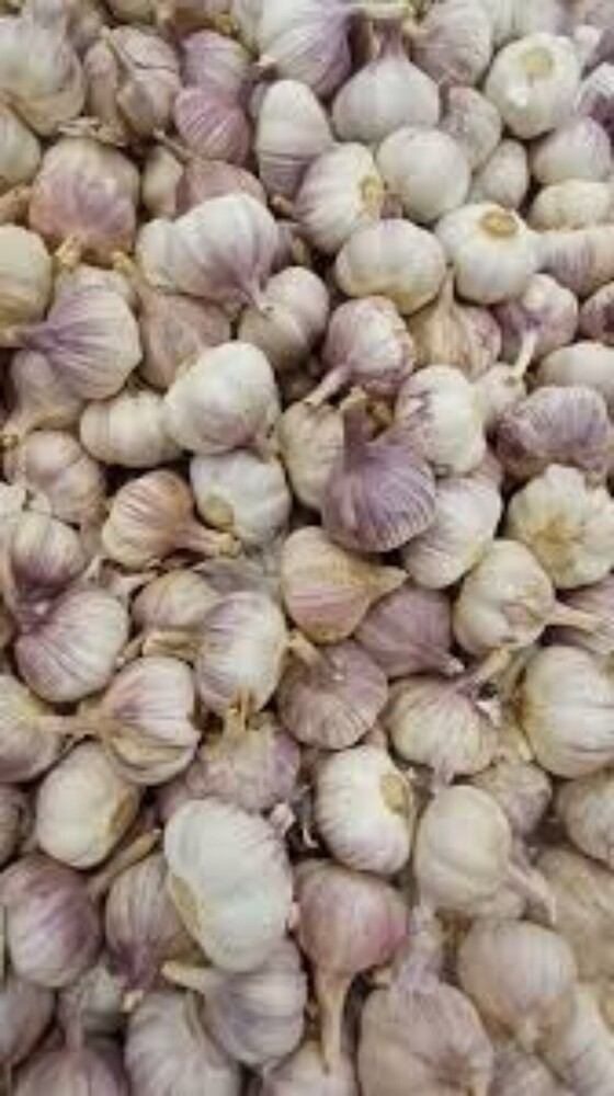 Fresh Garlic - Cultivation Type: Organic