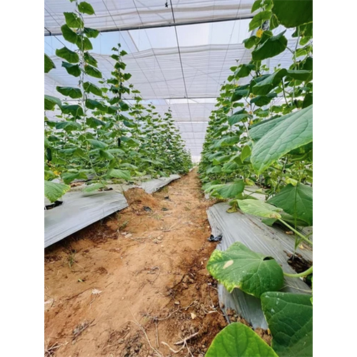 Naturally Ventilated Poly Greenhouse