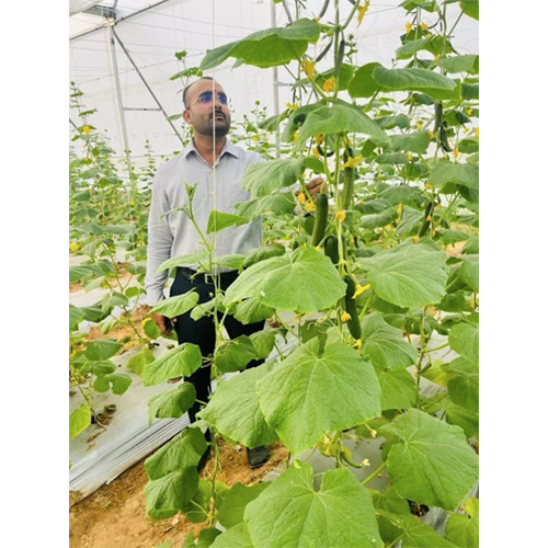 Naturally Ventilated Poly Greenhouse