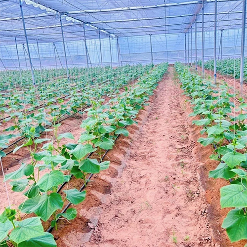 Agricultural Net House