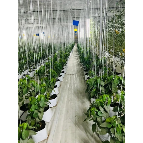 Agricultural Net House