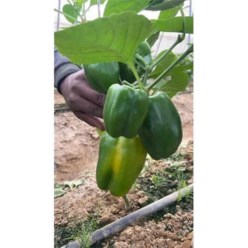 Polyester Agriculture Greenhouse - Advantage: Controlled Environment