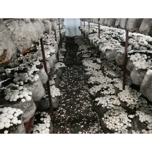 Button Mushrooms AC Plant Services