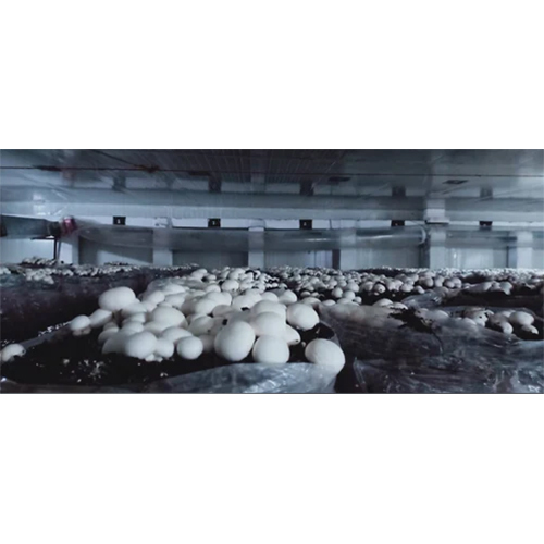 Button Mushrooms AC Plant Services