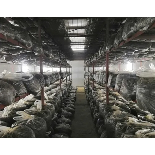 Mushroom Plant And Farming