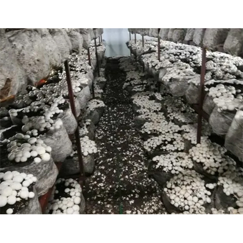 Blue Star Cold Rooms For Mushroom Services - Advantage: Controlled Environment