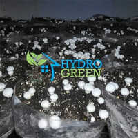 Button Mushroom Farming Service