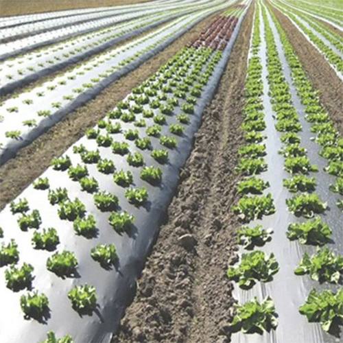 Agriculture Mulch Film - Advantage: Moisture Retention