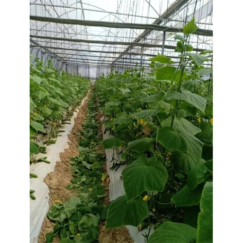 Agriculture Mulch Film - Advantage: Moisture Retention