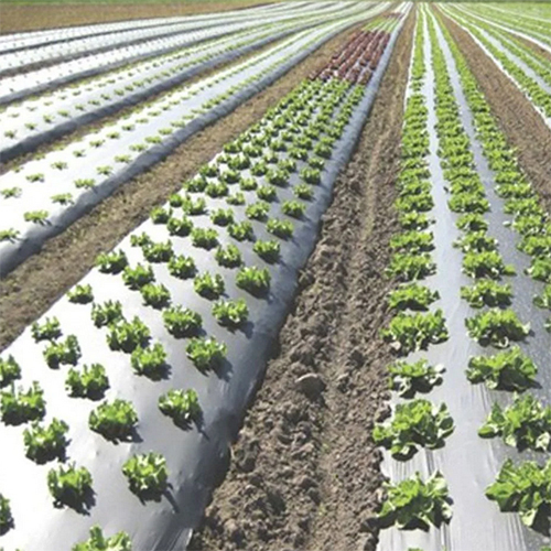 Hdpe Agriculture Mulch Film - Advantage: Moisture Retention