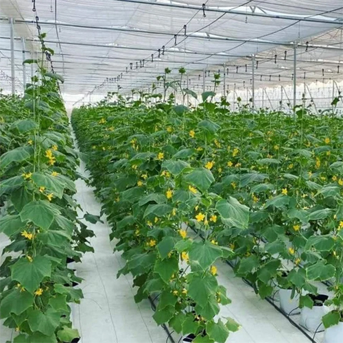 HDPE Agriculture Mulch Film