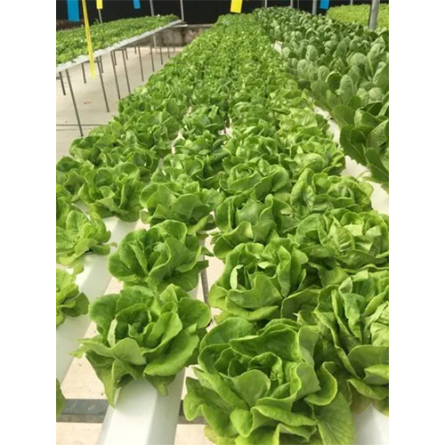 Agriculture Hydroponic Fodder System