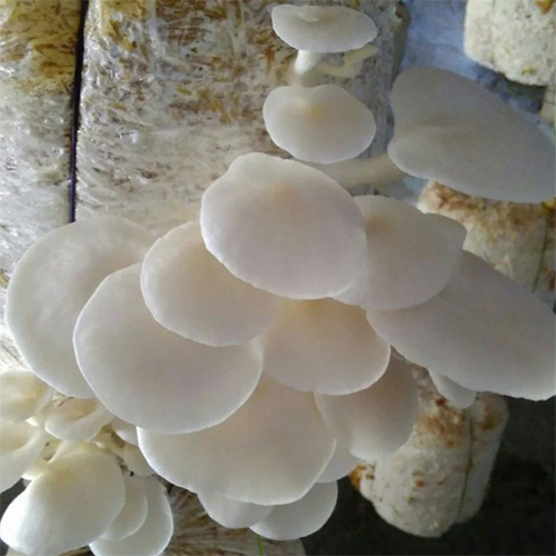 Mushroom Cultivation Training