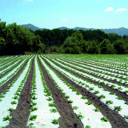 Agriculture Mulching Sheet - Advantage: Moisture Retention