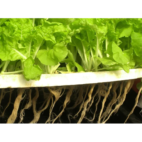 Plant Cultivation Services