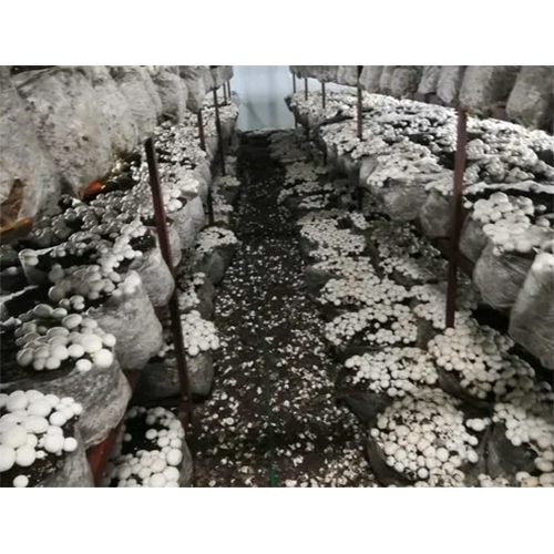 Cold Storage Chamber - Color: White