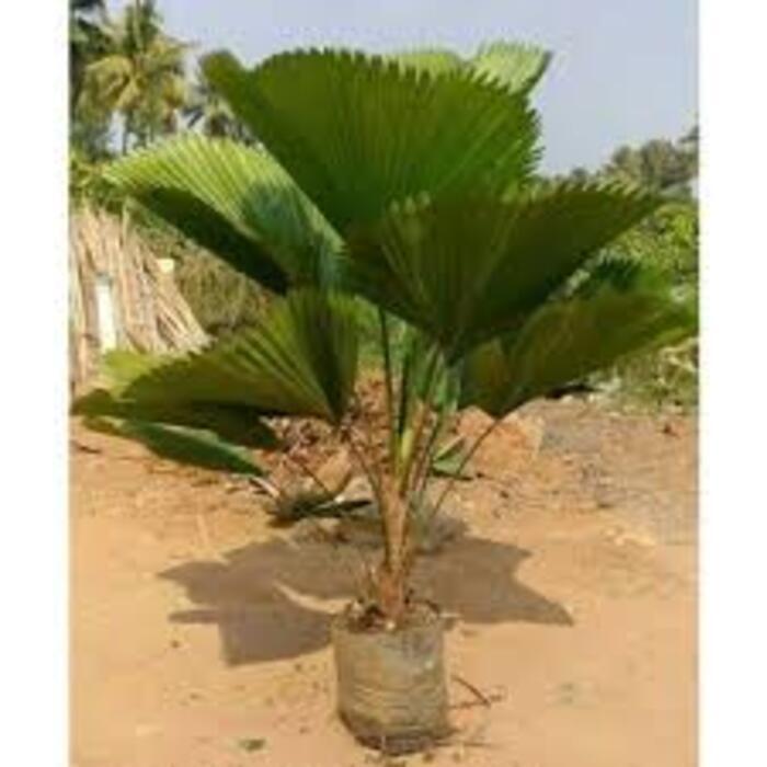 Pichutia Palm Plant