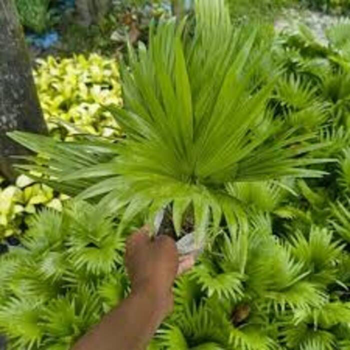 Pichutia Palm Plant
