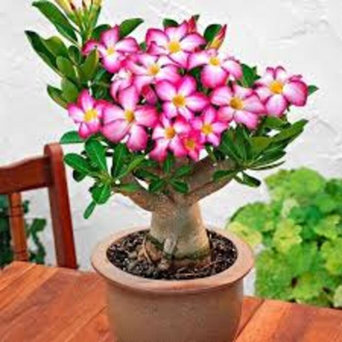 Adenium Obesum - Type: Plant