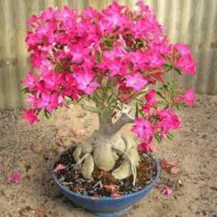 Adenium Obesum - Type: Plant